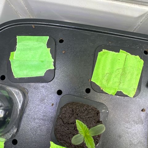 Fuegisima #6 growlog timeline photo