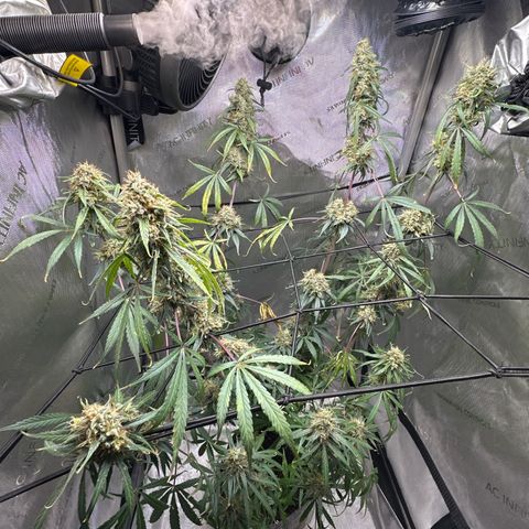 Maui Panama #3 growlog timeline photo