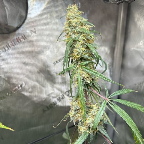 Maui Panama #3 growlog timeline photo