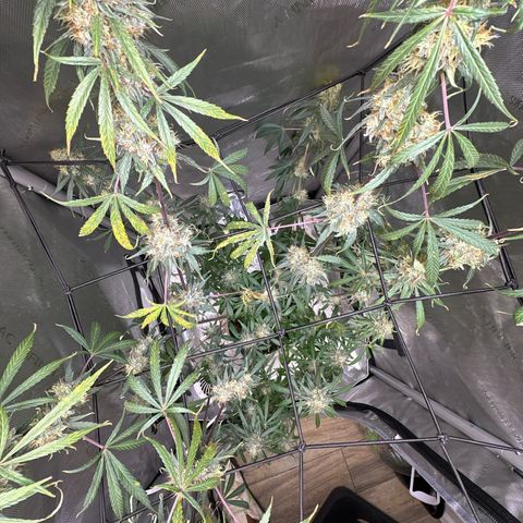 Maui Panama #3 growlog timeline photo