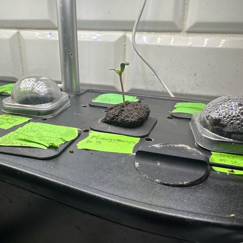 Fuegisima #5 growlog timeline photo