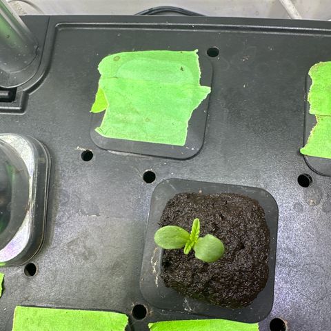 Fuegisima #5 growlog timeline photo