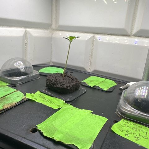 Fuegisima #6 growlog timeline photo