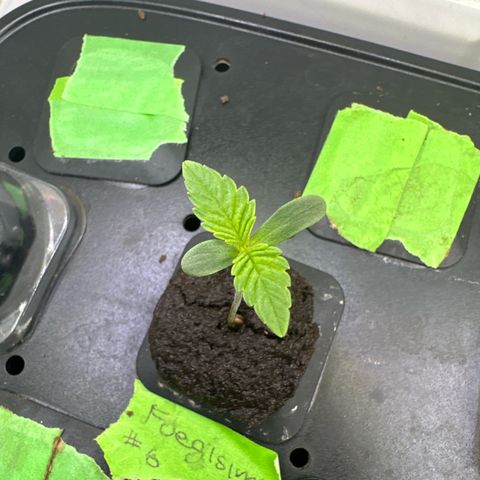 Fuegisima #6 growlog timeline photo