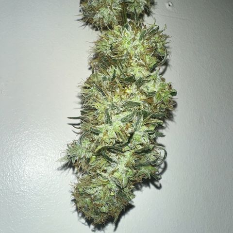 Maui Panama #3 growlog photo: Weight weight of 349 g. Dry weight expected to be 87.25 g or about 3 oz