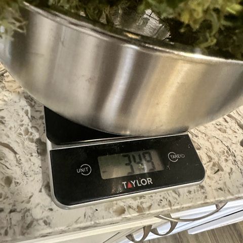 Maui Panama #3 growlog photo: Weight weight of 349 g. Dry weight expected to be 87.25 g or about 3 oz