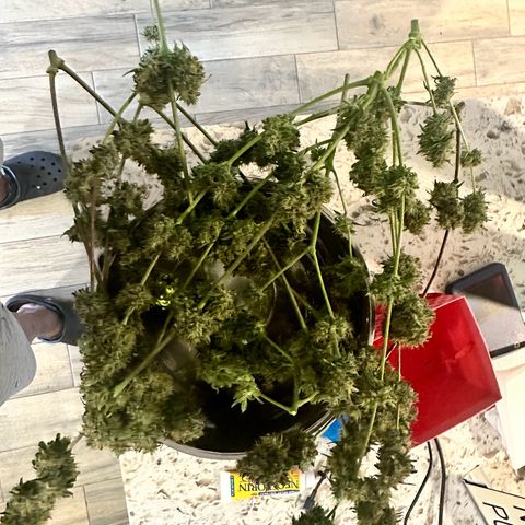 Maui Panama #3 growlog photo: Weight weight of 349 g. Dry weight expected to be 87.25 g or about 3 oz