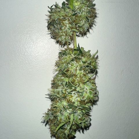Maui Panama #3 growlog photo: Weight weight of 349 g. Dry weight expected to be 87.25 g or about 3 oz