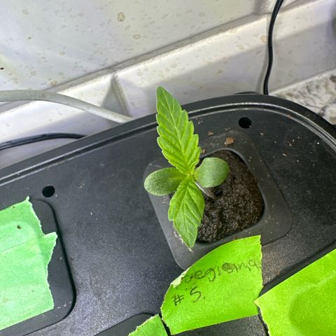Fuegisima #5 growlog timeline photo