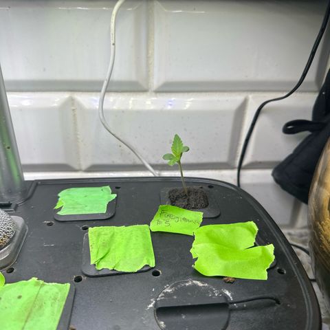 Fuegisima #5 growlog timeline photo