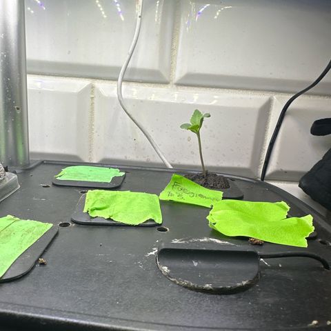 Fuegisima #5 growlog timeline photo