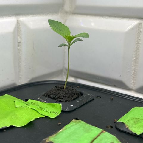 Fuegisima #6 growlog timeline photo
