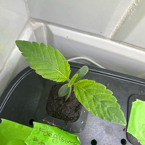 Fuegisima #6 growlog timeline photo