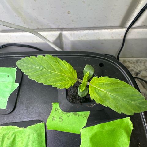 Fuegisima #5 growlog timeline photo