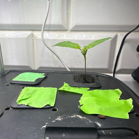Fuegisima #5 growlog timeline photo