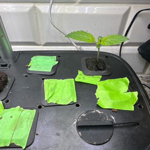 Fuegisima #5 growlog timeline photo