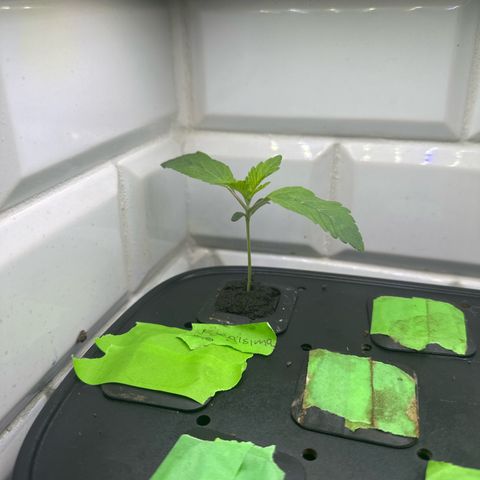 Fuegisima #6 growlog timeline photo