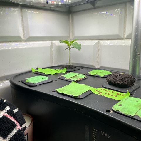 Fuegisima #6 growlog timeline photo
