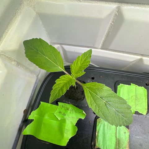 Fuegisima #6 growlog timeline photo
