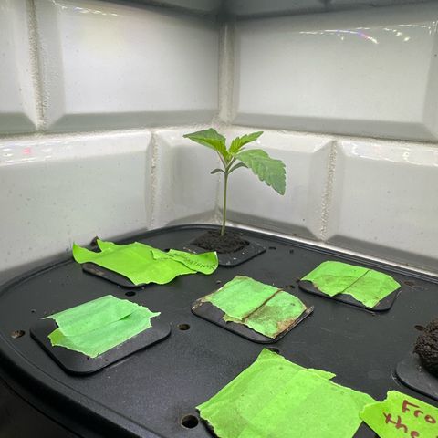 Fuegisima #6 growlog timeline photo