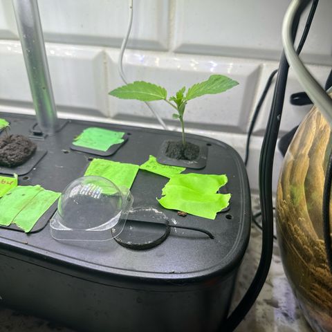Fuegisima #5 growlog timeline photo