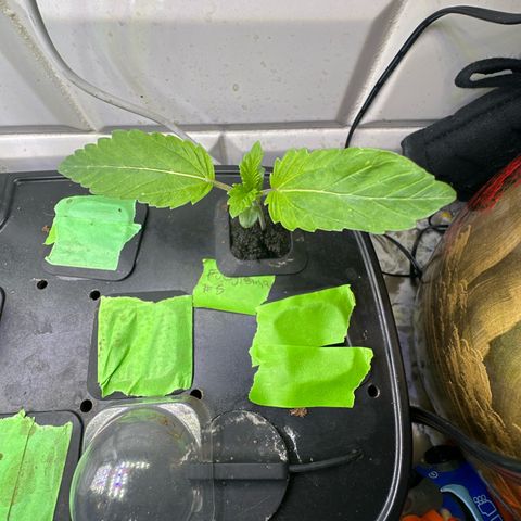 Fuegisima #5 growlog timeline photo