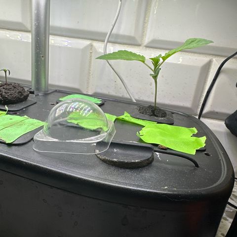 Fuegisima #5 growlog timeline photo