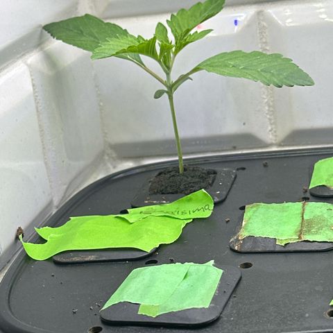 Fuegisima #6 growlog timeline photo