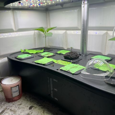 Fuegisima #6 growlog timeline photo