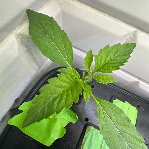 Fuegisima #6 growlog timeline photo