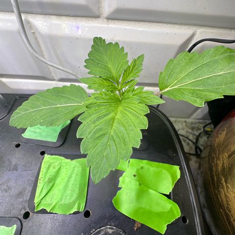 Fuegisima #5 growlog timeline photo