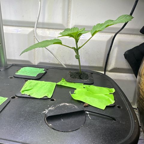 Fuegisima #5 growlog timeline photo