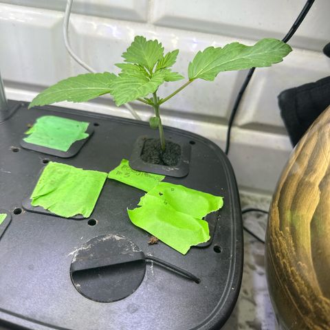 Fuegisima #5 growlog timeline photo