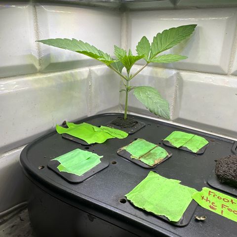 Fuegisima #6 growlog timeline photo
