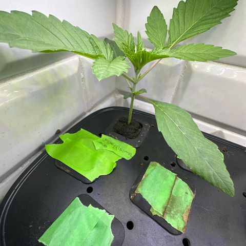 Fuegisima #6 growlog timeline photo
