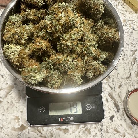 Maui Panama #3 growlog timeline photo