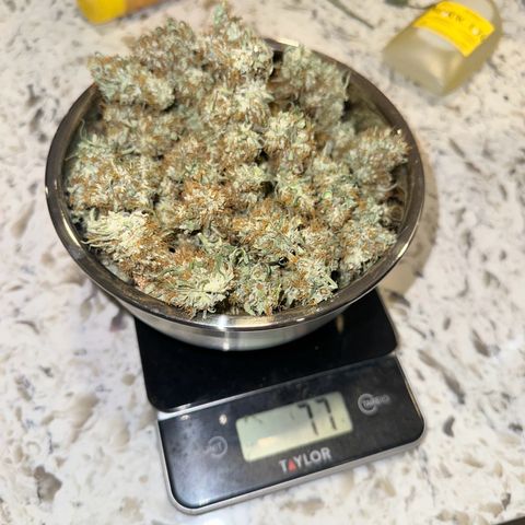 Maui Panama #3 growlog timeline photo