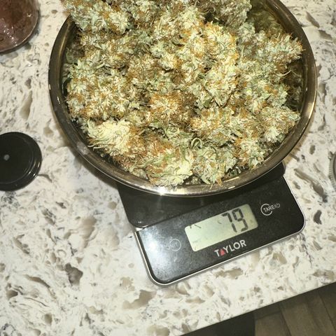 Maui Panama #3 growlog timeline photo