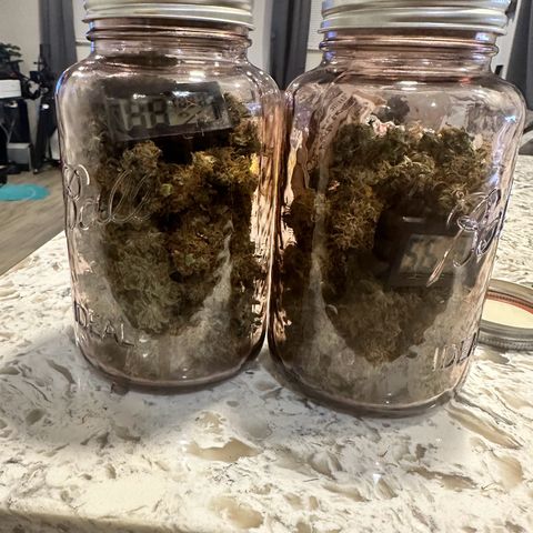 Maui Panama #3 growlog timeline photo
