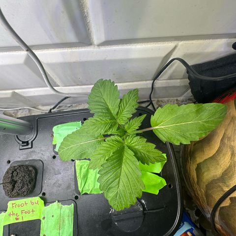 Fuegisima #5 growlog timeline photo