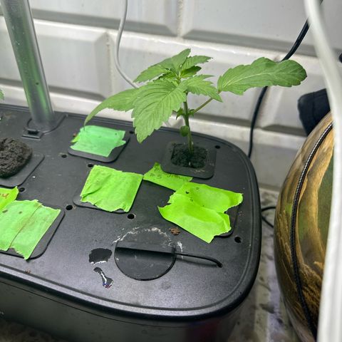 Fuegisima #5 growlog timeline photo