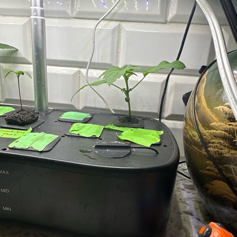 Fuegisima #5 growlog timeline photo