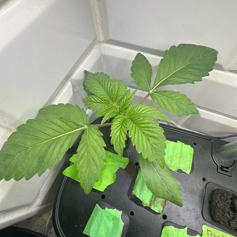 Fuegisima #6 growlog timeline photo