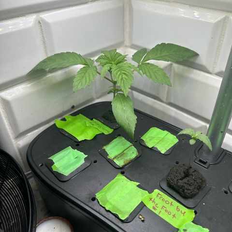 Fuegisima #6 growlog timeline photo