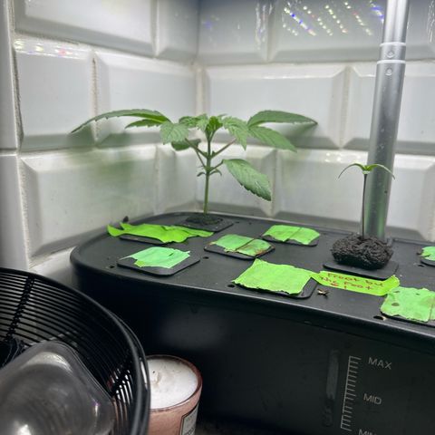 Fuegisima #6 growlog timeline photo