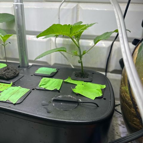 Fuegisima #5 growlog timeline photo