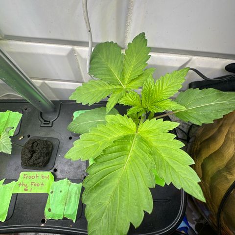 Fuegisima #5 growlog timeline photo