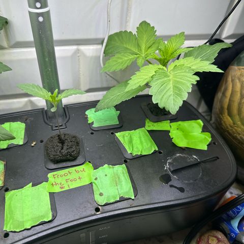 Fuegisima #5 growlog timeline photo