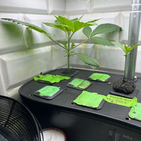 Fuegisima #6 growlog timeline photo