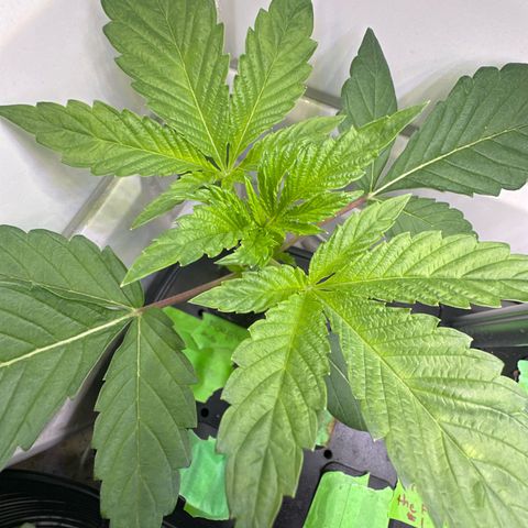Fuegisima #6 growlog timeline photo